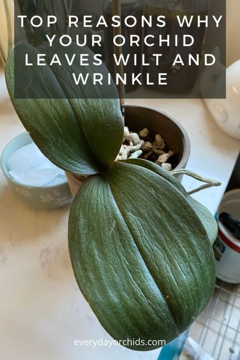 Orchid leaves can become wrinkled, limp, and droopy for a number of reasons, including over or underwatering and root damage. Find out more about why your orchid leaves are limp and what you can do to fix them. #Orchid #OrchidPlant #OrchidCare #IndoorGardening #Houseplant #OrchidLeaf #Watering Phalaenopsis Orchid Care, Repotting Orchids, Orchids In Water, Indoor Orchids, Orchid Plant Care, Orchid Roots, Tattoo Plant, Orchid Leaves, Plant Tips