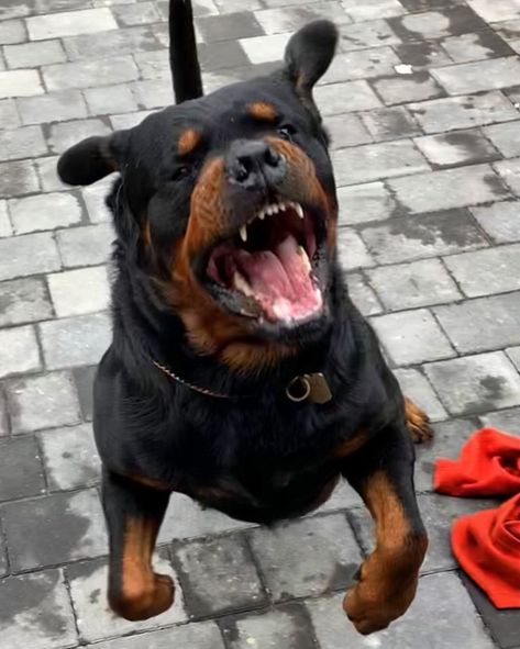 Rottweiler Aggressive, Rottweiler Aesthetic, Male Rottweiler, Puppy Care Tips, Lover Anime, German Rottweiler, Painting Dogs, Rottweiler Breed, Toy Poodles