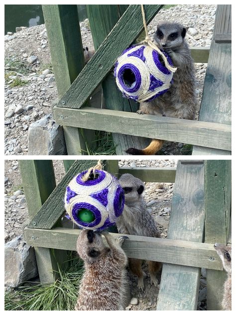 Ball with smaller jingling balls inside hung up.  Act as sensory and potentially cognitive enrichment to engage meerkats without use of food. Fox Enrichment, Zoo Enrichment, Enrichment Projects, Animal Enrichment, Town Ideas, Fennec Fox, Hung Up, Animal Figures, Fox