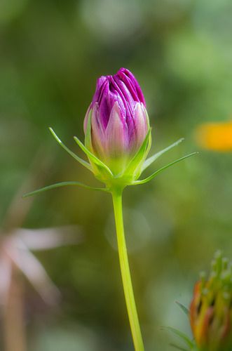 Portrait of a Cosmos Bud | Jon K | Flickr Bud Painting, Plant Bud, Diy Hair Accessories Ribbon, Pink Flowers Wallpaper, Cosmos Flowers, Orchid Arrangements, Iphone Background Images, Flower Bud, Flower Illustration