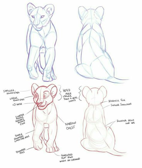 Lion Anatomy, King Drawing, Lion Sketch, Lion King Drawings, Cat Drawing Tutorial, Cat Anatomy, Lion Drawing, Il Re Leone, Animal Drawings Sketches