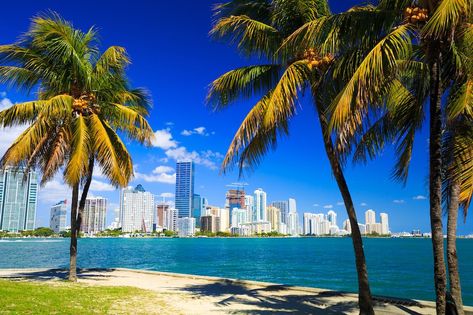 Miami Skyline, Tampa Bay Florida, Places In Florida, Florida City, Skyline View, Florida Vacation, Tampa Florida, Venice Beach, Best Cities