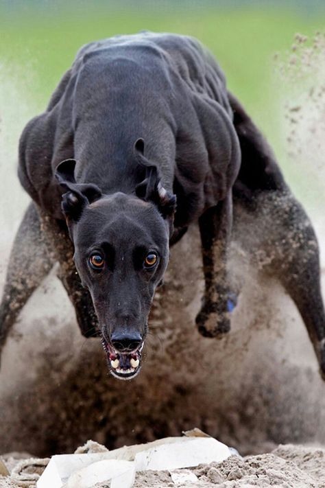 Lure coursing Greyhound in motion  WOW Greyhound Dog Breed, Greyhounds Racing, Greyhound Art, Grey Hound Dog, Italian Greyhound, Hound Dog, Canine Companions, Black Dog, Whippet