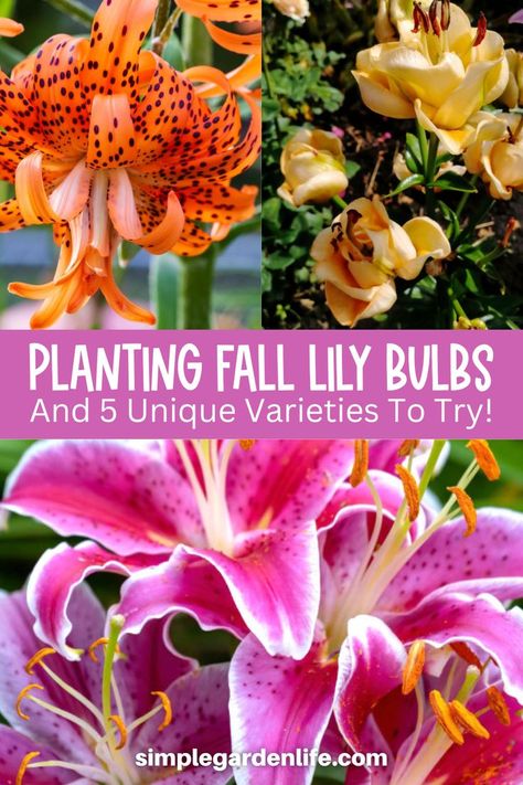 Planting Lily Bulbs This Fall - And 5 Unique Varieties To Try! Fall Bulb Planting, Martagon Lily, Fall Bulbs, Lily Bulbs, Asiatic Lilies, In The Summertime, Stargazer Lily, Lily Bloom, Fall Plants