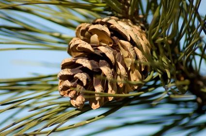 Pine Cone Seeds, Bird Feeders For Kids To Make, Pine Cone Bird Feeder, Pinecone Crafts Kids, Colorado Blue Spruce, Edible Wild Plants, How To Make Christmas Tree, Cones Crafts, Wild Edibles