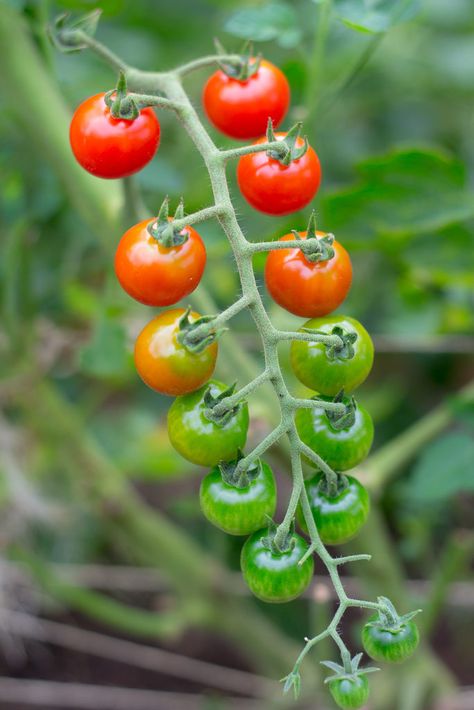 Tomato Tattoo, Cherry Tomato Plant, Fruit Tattoo, Tropical Kitchen, Tomato Vine, Baby Tomatoes, Vine Tattoos, Cherry Fruit, Tortellini Soup