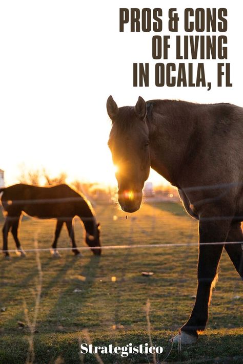 Sunny Field, Zero Energy House, Ocala Florida, Brown Horse, Passive House, Place To Live, Brain Activities, Best Places To Live, Appaloosa