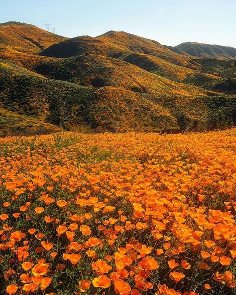 Hard to believe that all the orange splashed along the hills are poppies. Going on a super warm day was brutal having to hike in the heat,… Antelope Valley, Rock Flowers, Fleur Orange, Aesthetic Garden, Orange Poppy, Garden Aesthetic, Orange Aesthetic, California Poppy, Ideas Garden