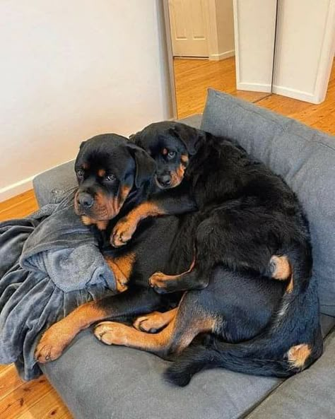 Rottweiler Dog Puppy, Cute Dog Costumes, Rottweiler Love, Rottweiler Lovers, Cute Animals Puppies, Very Cute Dogs, E Dawn, Rottweiler Puppies, Rottweiler Dog