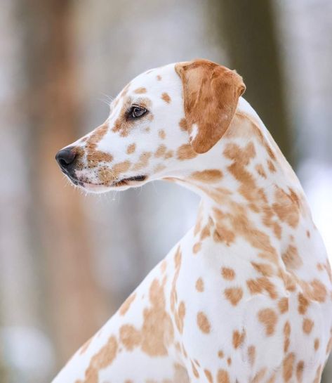 Dalmatian Dog, Golden Retriever Dalmation Cross, Brown Dalmatian, Dalmation Puppy Aesthetic, Dalmatian Reference, Long Haired Dalmatian, Dalmatian Mix, Spotted Dog, Dog Heaven