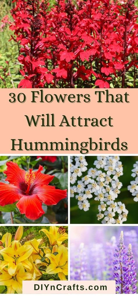 Hummingbird Garden Flowers, Flowers For Butterflies, Plants To Attract Hummingbirds, Hummingbird Plants, Attract Hummingbirds, Butterfly Plants, Garden Hacks, Hummingbird Flowers, Hummingbird Garden