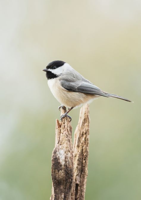 Chickadee Photography, Bird Parakeet, Carolina Chickadee, Wild Animals Photography, Lady Bird Lake, Chickadee Bird, Chickadees, Bird Artwork, Outdoor Photos