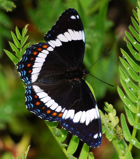 Limenitis arthemis arthemis (White Admiral) is a polytypic species of North American brush-footed butterfly, common throughout much of the eastern United States. Photo by Brad Smith. Admiral Butterfly, Most Beautiful Butterfly, Butterfly Photo, Tiny Creatures, Types Of Butterflies, Beautiful Butterfly Pictures, Moth Caterpillar, Flying Flowers, Butterfly Photos