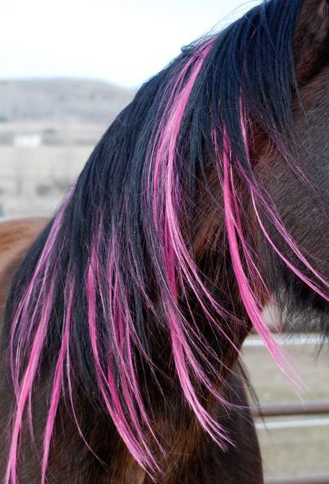 Like my do?  look girls are not the only ones that love pretty hair Horse Hairstyles, Horse Halloween, Horse Whisperer, Horse Braiding, Tail Braids, Pink Horse, Color Extensions, Horse Mane, Horse Costumes