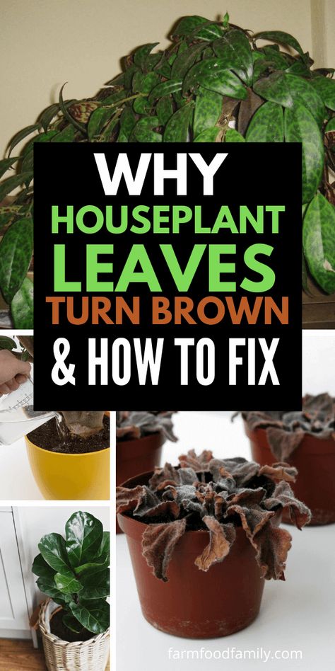 Houseplant Leaves Turn Brown: Cause and How To Turn Green Again Brown Leaves On Plants Houseplant, Houseplant Leaves, Plant Leaves Turning Brown, Types Of Houseplants, Houseplants Low Light, Plants Leaves, Brown Leaves, Plant Problems, Prayer Plant