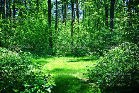 Glade - open grassy area within a woodland Open Forest Landscape, Grotto Garden, Woodland Glade, Town Background, English Landscape, Summer Forest, Urban Forest, Fantasy Forest, Landscape Features