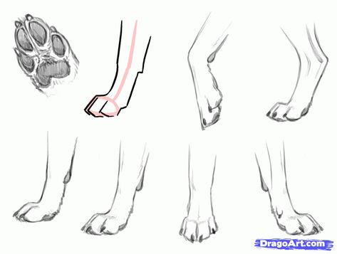 how-to-draw-a-wolf-dog-wolf-dog-hybrid-step-9_1_000000136057_5.gif 1,000×755 pixels Dog Paws Reference, Wolf Feet Drawing, Dog Paw Sketch, Dog Feet Drawing, Paw Sketch, Dog Paw Art, Dog Paw Drawing, Skeleton Sketch, Wolf Poses