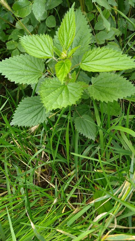 How to take care of a stinging nettle rash – Alaska Herbal Solutions Cow Parsnip, Medicinal Weeds, Intentional Community, Hydroponic Farming, Garden Herbs, Stinging Nettle, A Cow, My Parents, How To Take