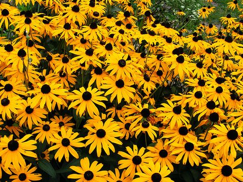 Blacked Eyed Susans <3 Maryland State flower <3 Rudbeckia Hirta, Susan Black, Spruce Forest, Stone Arch Bridge, Black Eyed Susans, The Spruce, Grist Mill, National Road, River Bridge