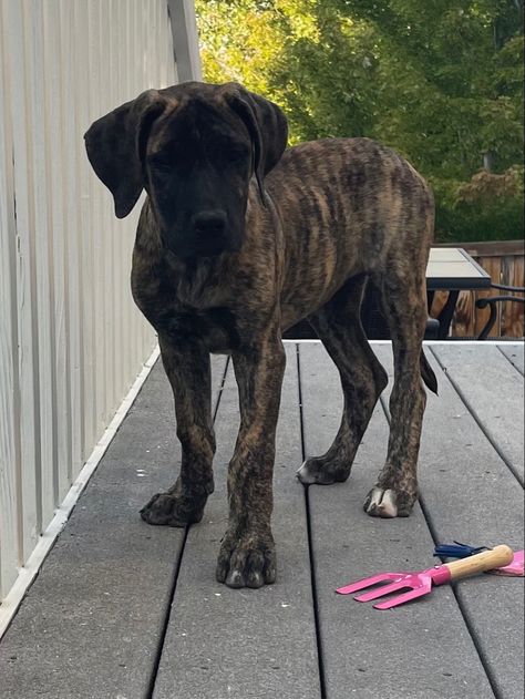 Daniff Puppy, Great Dane Mastiff, Mastiff Puppies, Man And Dog, Great Dane, Mans Best Friend, Best Friends, Cute Animals, Puppies