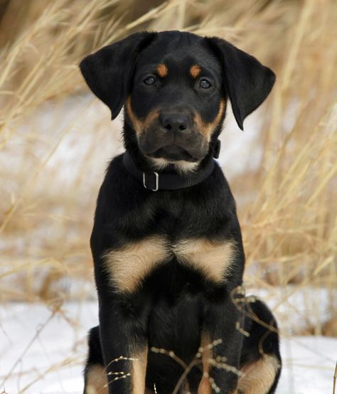 Black and Tan Labrador puppy poses in snow Tan Labrador, Dogs In Weddings, Teacup Pug, Dog Crying, Rottweiler Mix, Heart Break, Lab Dogs, Labrador Retrievers, Pug Puppies