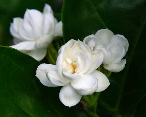 Jasminum sambac or Arabian Jasmine is a weak stemmed, evergreen climber with fragrant, white flowers and pink buds in spring and summer. Jasminum Sambac, Arabian Jasmine, Skin Hacks, Hydrangea Shrub, Plant Notes, Pink Spring Flowers, Broadleaf Evergreen, Aging Beauty, Hacks Beauty