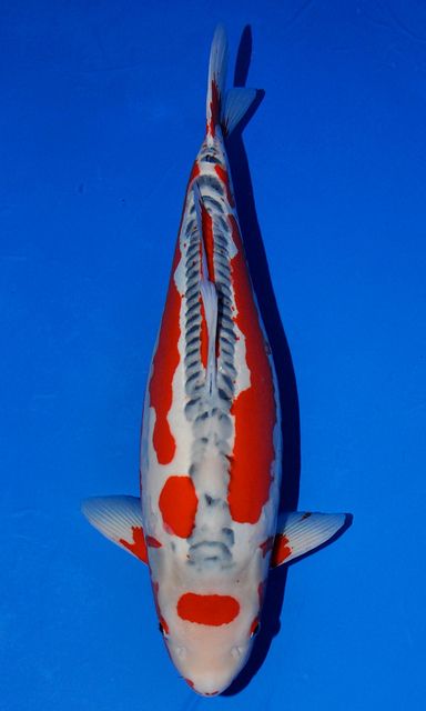 Salt Water Fish, Japanese Koi, Koi Carp, Gold Fish, Fish Pond, Koi Pond, Koi Fish, Carp, Goldfish