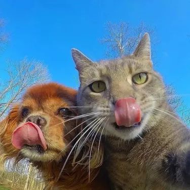 19 Cats That Should Be Supermodels Kitten Photos, Cat Selfie, Animals Friendship, Kitten Pictures, Funny Cats And Dogs, Cat And Dog, Funny Animal Memes, Funny Cute Cats, Silly Cats