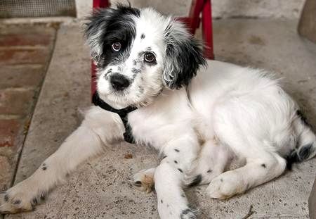 Dalmadoodle. Dalmatian poodle cross puppy Dalmatian Mix, Golden Retriever Mix, Border Collie Mix, Hybrid Dogs, Collie Mix, Dog Mixes, Beagle Mix, Dalmatian Dogs, Puppy Eyes