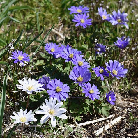 Anemone Blanda, Lurie Garden, Attract Pollinators, Wildlife Gardening, Facebook Twitter, Anemone, Colorful Flowers, Garden Landscaping, Outdoor Spaces