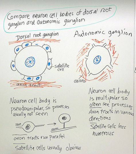 Dorsal Root Ganglion, Peripheral Nervous System, University Of Michigan, Medical Students, Medical School, Nervous System, White Board, How To Draw Hands, Medical