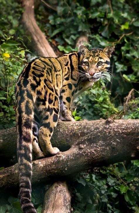 The clouded leopard  - is the smallest from big cats - occurs from the Himalayan foothills in Nepal, Bhutan and India to Myanmar, southeastern Bangladesh, Thailand, Peninsular Malaysia, Indochina, and in China south of the Yangtze River https://www.facebook.com/kouzelnapriroda/photos/a.305039696601061/712584379179922/?type=3&theater Clouded Leopard, Exotic Cats, Airbrush Art, Majestic Animals, Animal References, Big Cat, Leopards, Exotic Pets, Animal Photo