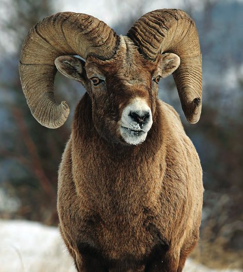 Tips and Tactics: How to Hunt Wild Sheep | Outdoor Life Deer Tags, Wild Sheep, Bow Hunting Deer, Moose Hunting, Game Hunting, Crossbow Hunting, Types Of Hunting, Big Game Hunting, Hunting Life