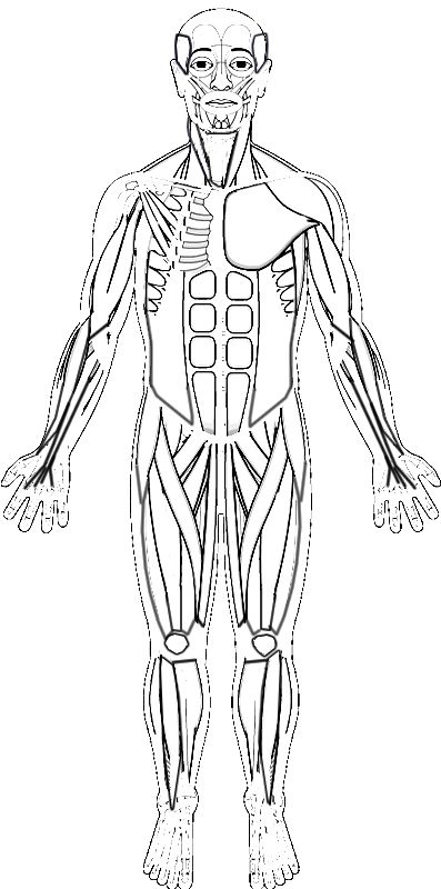 Printable muscle anatomy coloring Muscular System Drawing, Muscle Coloring, Human Anatomy Coloring Pages, Anatomy Coloring Pages, Anatomy Worksheets, Human Muscles, Human Body Muscles, Muscle Diagram, Anatomy Coloring