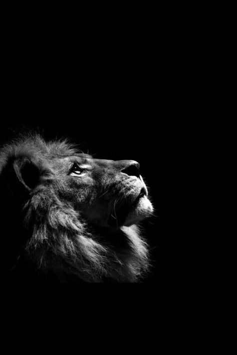 magnificent Lion Dp, Vintage Animal Drawings, Wallpaper Ideas Iphone, Lion Black And White, Lion Wallpaper Iphone, Lion Black, Photo Bleu, Black And White Lion, Animals Tattoo