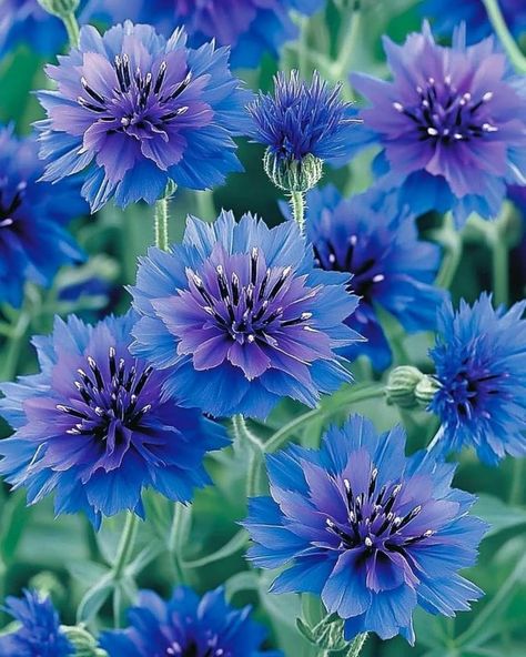 Cornflower (Centaurea cyanus) Enchanting blooms with vivid blue petals and delicate, feathery centers!  Light: Full sun. Water: Moderate, let soil dry between waterings. Soil: Well-draining, sandy or loamy soil. Temp: 60-70°F (16-21°C). Humidity: Low to moderate. Fertilizer: Monthly, balanced 10-10-10. Perfect for cottage gardens, borders, and wildflower meadows! Centaurea Cyanus Flower, David Attenborough, Sun Water, Cottage Gardens, Watercolour Inspiration, Rock Painting Art, Cool Plants, Plant Life, Painting Projects