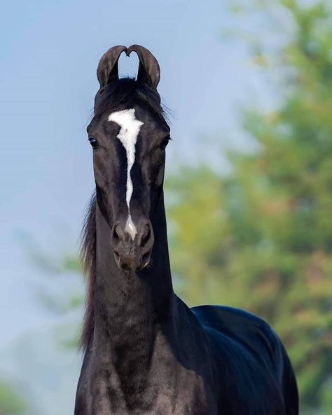 Horses & Equestrian Lifestyle on Instagram: “Isn’t this amazing 😍😍His ears look like the shape of a heart ❤️ Love Marwari horses. Don’t forget to tag your friend who would love to see…” Rare Horse Breeds, Different Horse Breeds, Rare Horses, Marwari Horses, Pony Breeds, Black Stallion, Friesian Horse, Horses And Dogs, Hobby Horse