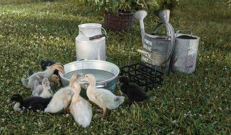 different color of ducklings drink water from an iron trough Brooder Box, Heat Lamps, Water Containers, Rich In Protein, At Night, To Learn, Must Haves, Reading, Water