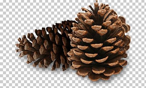 Conifer Cone, Pine Seeds, Pine Cones, Natural Oils, Seed Oil, Color Trends, Mockup, Seeds, Tools