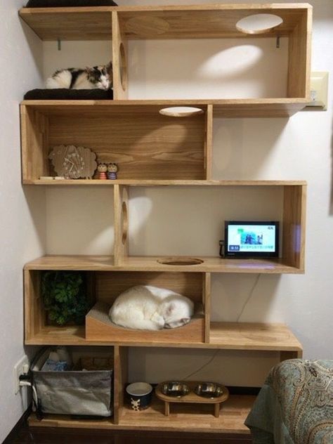 Book Shelf Cat Tower, Cat Excersize, Diy Cat Condo Indoor, Aesthetic Cat Shelves, Renter Friendly Cat Wall, Cat Toy Storage, Cat Bookshelf, Diy Cat Shelves, Katt Diy