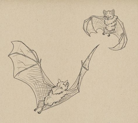 how to draw bats done Bat Sketch, How To Draw Animals, Bat Art, Bat Tattoo, Draw Animals, Drawing Animals, Kunst Inspiration, Arte Inspo, Animal Sketches