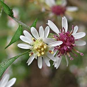 800 Seeds - Calico Aster Seeds Or Symphyotrichum Lateriflorum Flower Seeds for Planting | Calico Aster (Starved Aster Or White Woodland Aster) Seeds Grown in Illinois Farm - The Rike Ancient Yew Tree, Beautiful White Flowers, Sustainable Flowers, Rose Seeds, Home Garden Plants, Indoor Flowers, Hardy Perennials, Fruit Plants, Flowers Perennials