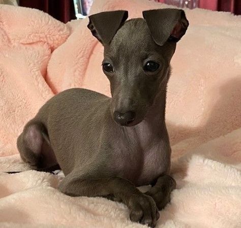 Italian Hound Dog, Cute Italian Greyhound, Italian Gray Hounds, Blue Italian Greyhound, Miniature Italian Greyhound, Miniature Greyhound, Greyhound Italian, Grey Hounds, Italian Greyhound Puppies