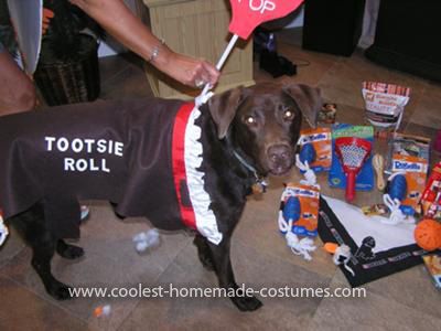 Homemade Tootsie Roll Pet Dog Costume... This website is the Pinterest of pet halloween costumes Tootsie Roll Costume, Chocolate Labrador Retriever, Tootsie Roll, Dog Happy, Pet Halloween Costumes, Labrador Retriever Puppies, Chocolate Labrador, Dog Halloween Costumes, Chocolate Lab