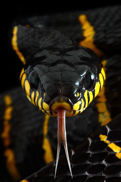 Boiga dendrophila | Mickaël Léger | Flickr Snake Photos, Regard Animal, Wild Animal Wallpaper, Colorful Snakes, Pretty Snakes, Snake Wallpaper, Yellow Snake, Lion Wallpaper, Cute Reptiles