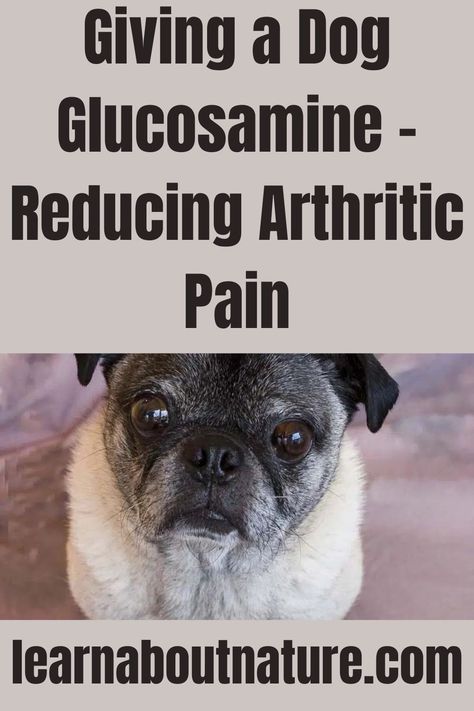 Giving a Dog Glucosamine - Reducing Arthritic Pain Glucosamine For Dogs, Nature Website, Arthritic Pain, Land Animals, Glucosamine Chondroitin, Domestic Animals, About Nature, We Need, A Dog