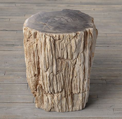 Petrified wood meaning