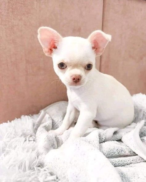 Chihuahua Puppies. They are very intelligent, potty trained and very cuddly puppies available now for sale. They have loyal temperament https://adorablechihuahua.com/ Spotted Chihuahua, Chihuahua Mini Toy, White Fluffy Chihuahua, White Long Hair Chihuahua, Newborn Chihuahua Puppies, White Chihuahua, Chihuahua Puppies For Sale, Chihuahua Puppy, Puppy For Sale