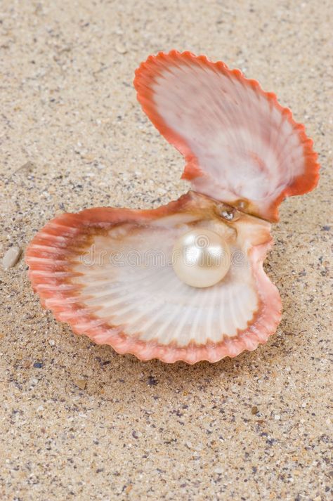 Photo about Open shell with pearl inside on the sand. Image of decoration, white, luxury - 4459008 Pearl In Shell, Shells And Sand, Seashell Crafts, Shell Art, Free Stock Photos Image, Shell Crafts, Pearl Shell, Marine Life, Sea Creatures