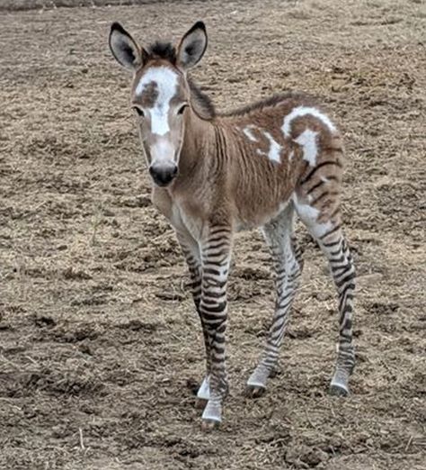 Zebra Horse Hybrid, Zorse Hybrid, Rare Horse Breeds, Unusual Horse, Baby Horse, Rare Horses, Interesting Animals, Baby Horses, Unusual Animals